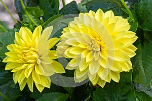 Yellow Dahlia Gallery CÃÂ©zanne photo